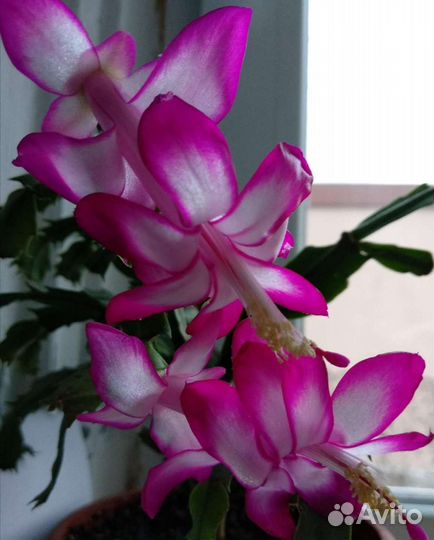 Цветок декабрист