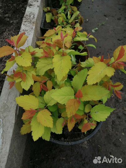 Спирея японская