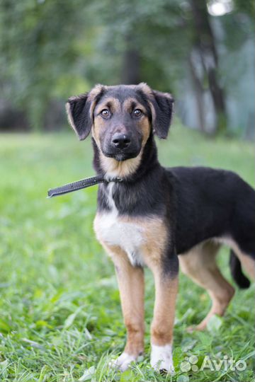 Красотка Вилли в добры руки