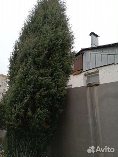 Можжевельник