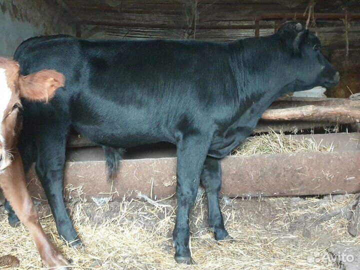 Телята бычки