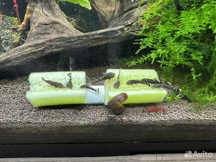 Сомики анциструсы