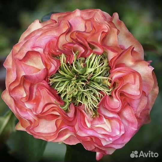 Роза Mata Hari чайногибридная саженцы