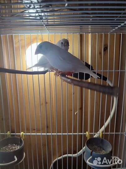 Зебровые амадины