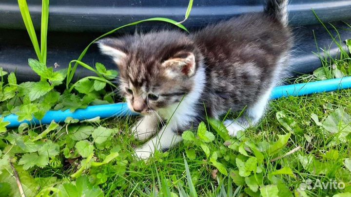 Котята в добрые руки девочки