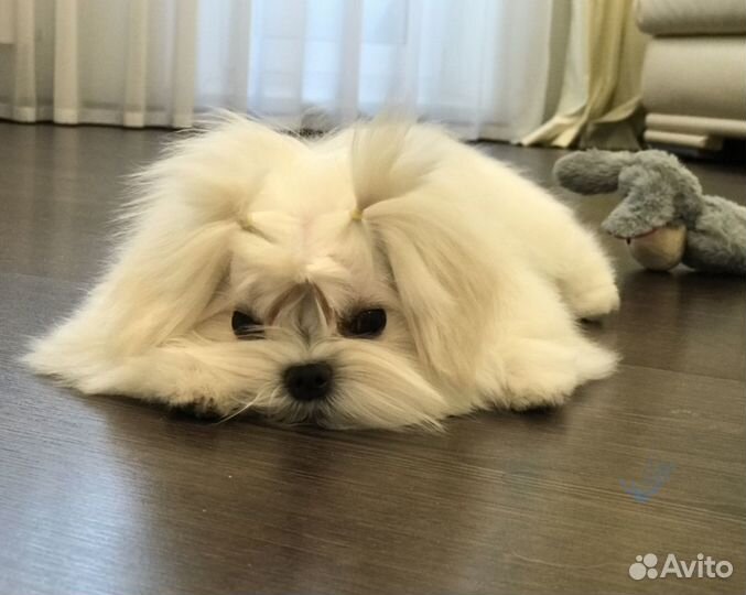Мини мальчик мальтезе