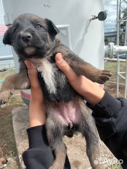 Щенки малыши