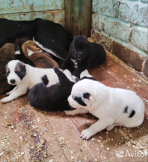 Продам щенков алабая