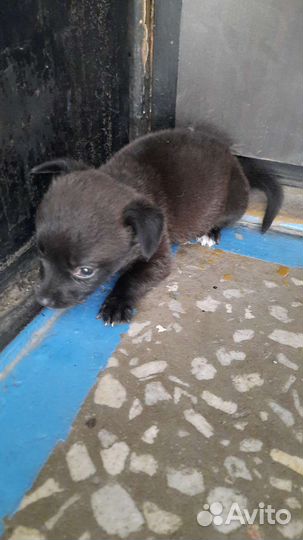 Щенок в добрые руки бесплатно маленькая порода