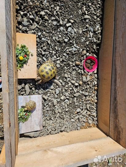 Передержка сухопутных черепах