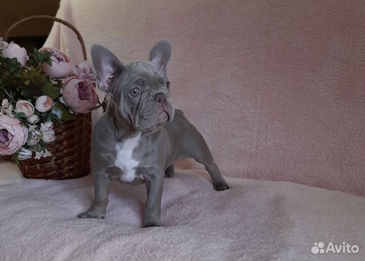 Французский бульдог щенки