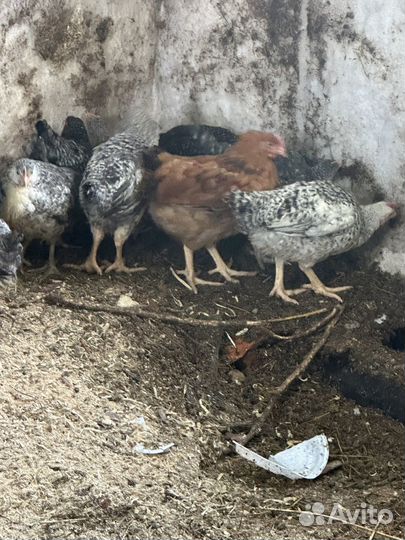 Куры несушки