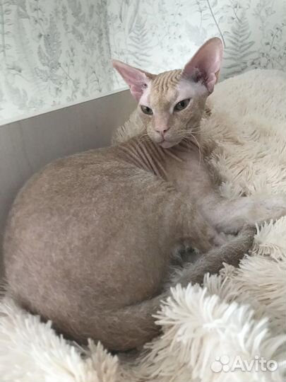 Сфинкс браш