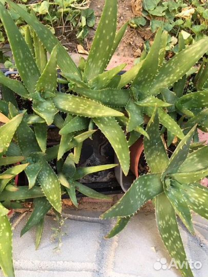 Алоэ Вера и другие суккуленты