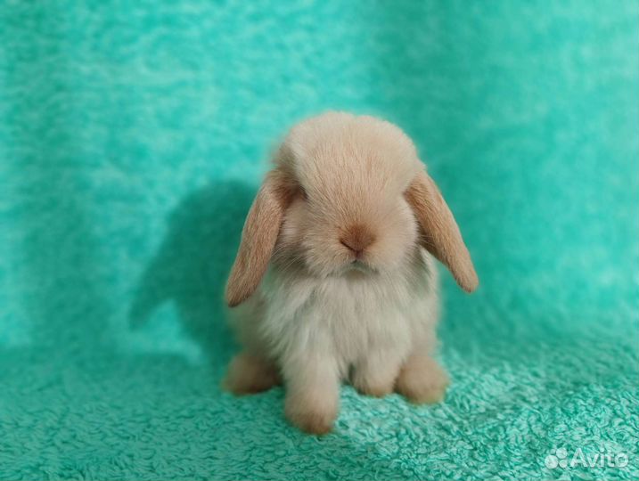 Декоративные кролики