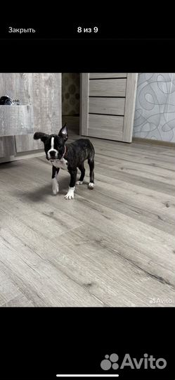 Бостон терьер