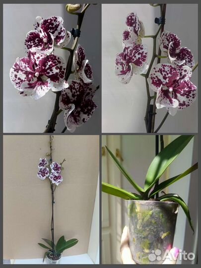 Фаленопсис в ассортименте