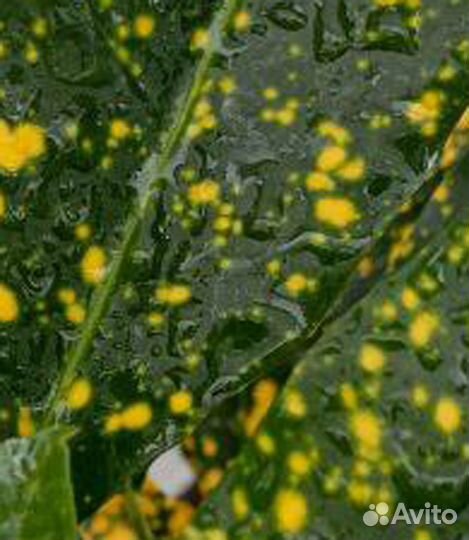 Кодиеум кротон Петра Дуболистный Тамара и другие