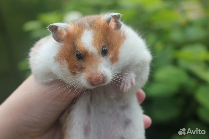 Сирийский хомяк самка