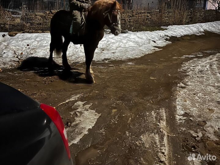 Продам жеребца русский тяжеловоз