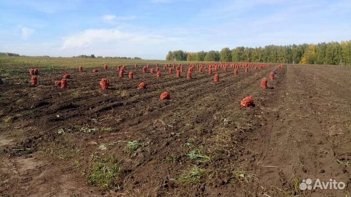 Продам поле картофеля