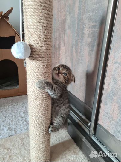 Шотландская кошка