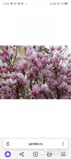 Магнолия суланжа