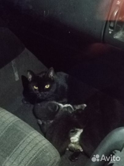 Котята в добрые руки бесплатно