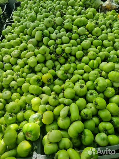 Томаты зелёные,домашние