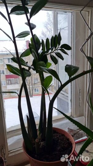 Замиокулькас