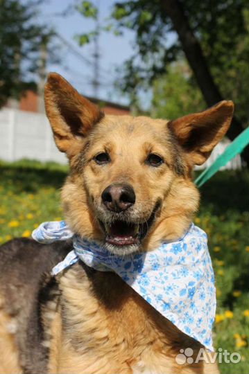 Собака хочет домой