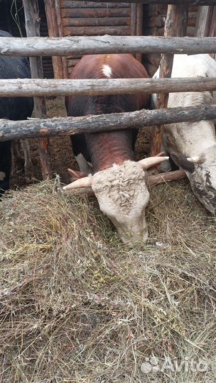 Продаю быков на мясо