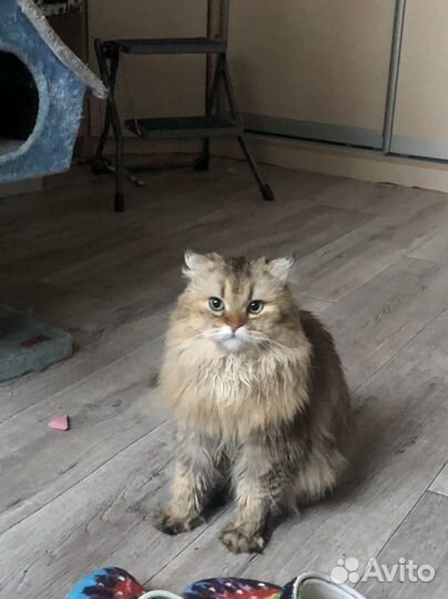 Шотландский кот вязка