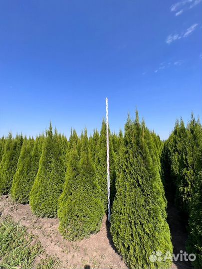 Туи брабант, смарагд, Елки экстра