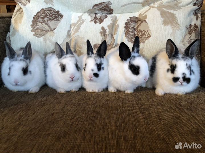 Карликовая бабочка декоративный кролик