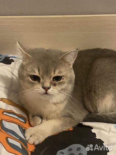 Шотландский кот