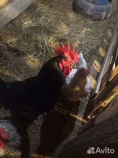 Молодые петухи