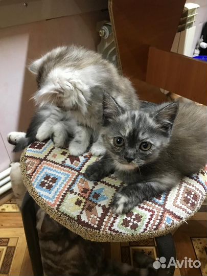 Шотландская