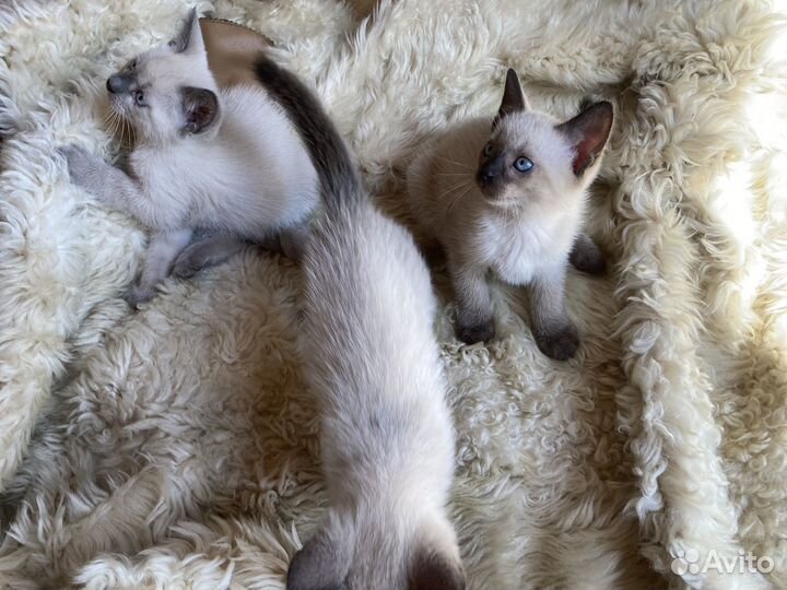 Тайские котята