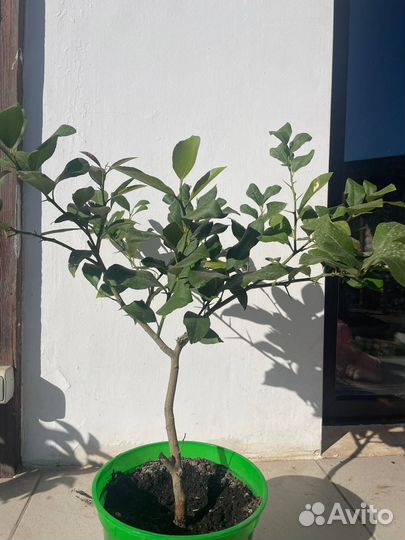 Лимонное дерево с плодами