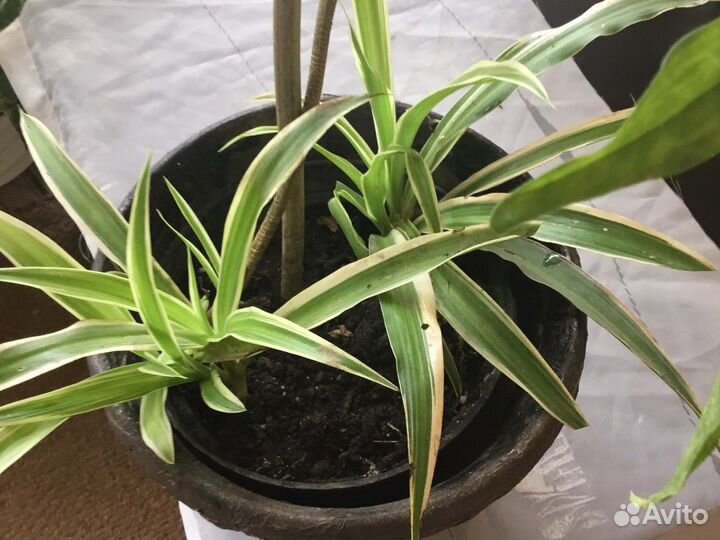 Сингониумы