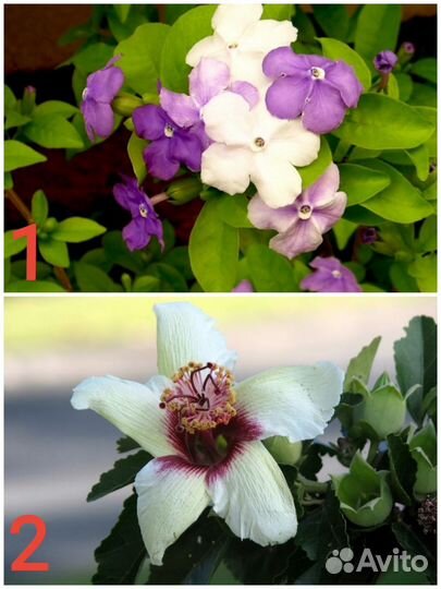 Редкие комнатные растения