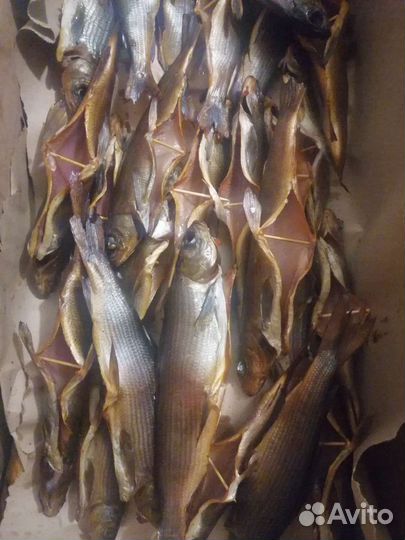 Омуль, Сиг, Хариус, Муксун, Голец