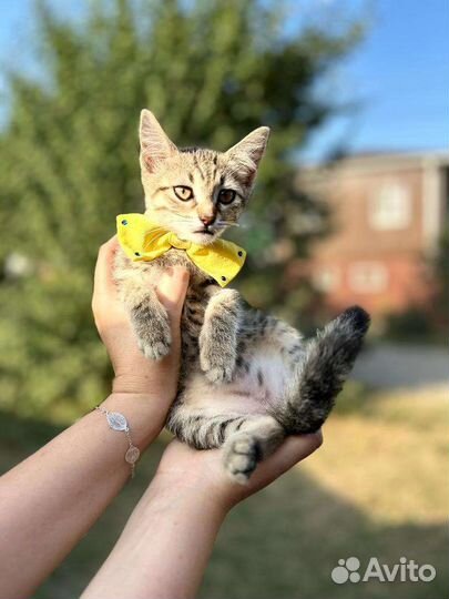 Котенок девочка 2 мес