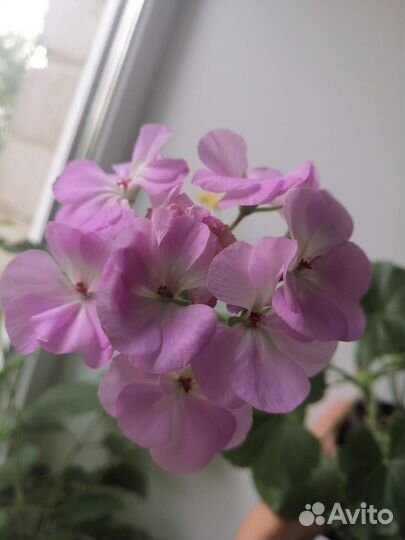 Пеларгонии