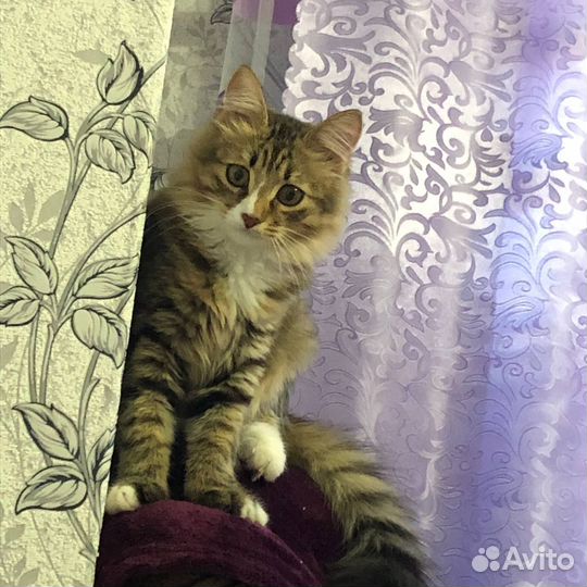 Кошка