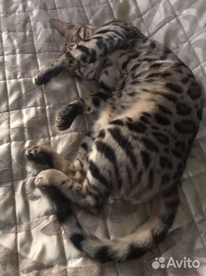 Бенгальский кот вязка