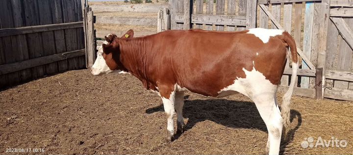 Корова телка