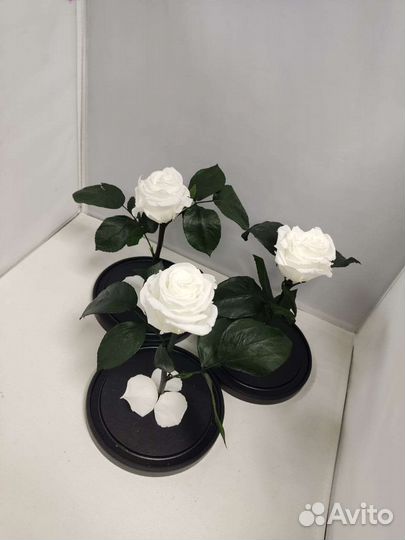 Роза в колбе оптом и в розницу