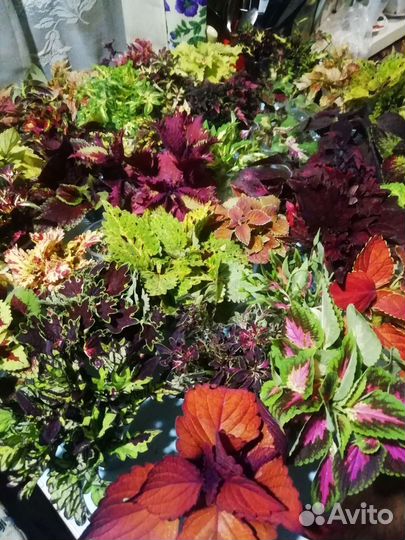 Колеусы сортовые